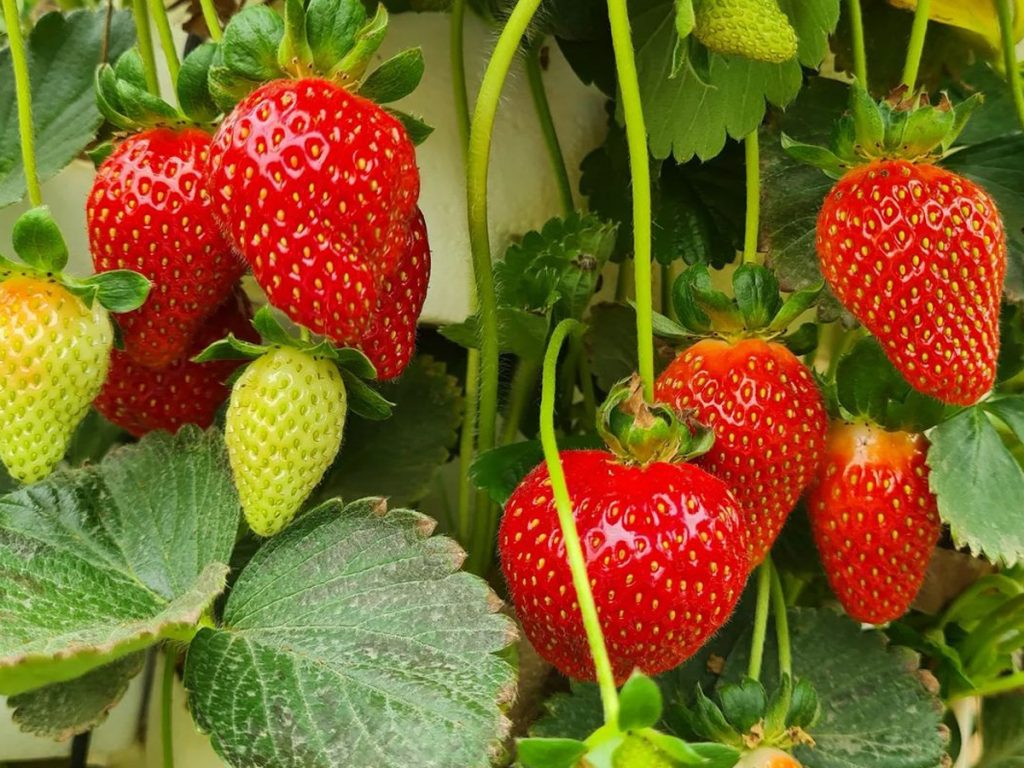 Things to do for under SAR100 in Riyadh: hanging ripe and unripe strawberries
