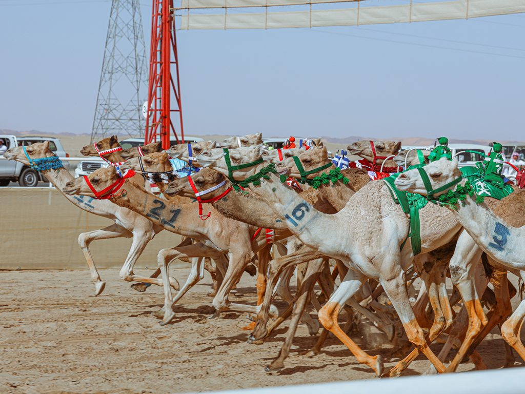 Camel racing festival 2023